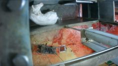 Après des actes de maltraitance « inacceptables » sur des animaux, un abattoir certifié bio fermé dans l’Indre