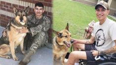 Un soldat et un chien militaire blessés lors d’un attentat-suicide à la bombe se retrouvent après un mois et demi