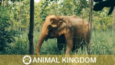 Ces 2 éléphants sont relâchés après 80 ans de captivité