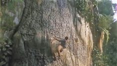 Première mondiale : un alpiniste gravit l’un des Sept Piliers de la sagesse en Jordanie, haut de 350 m
