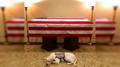 Le chien de l’ex-président George H. W. Bush l’accompagne pour son dernier voyage