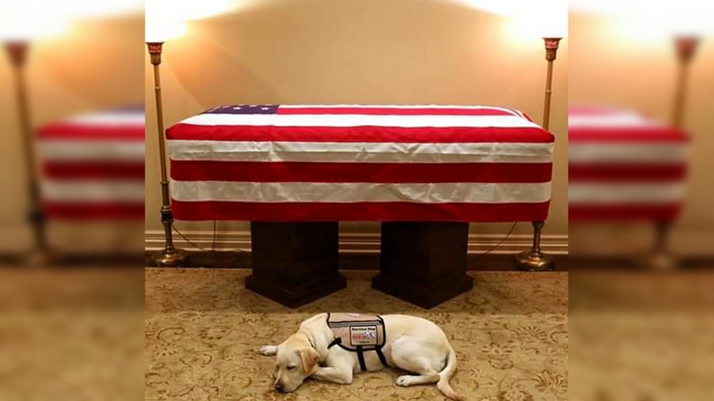 Le jeune labrador, Sully, fidèle ami de George H. W. Bush a accompagné la dépouille de son maître jusqu'à Washington. (Capture d’écran Twitter@BurungaNews)