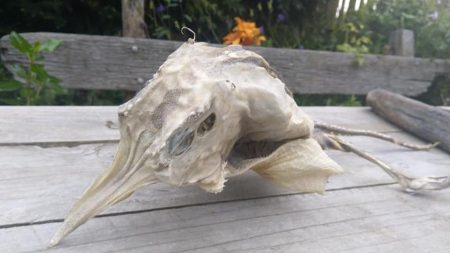 Un mystérieux animal marin échoué est trouvé sur une plage néo-zélandaise – il fait penser à un « extraterrestre »