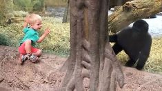 Un bébé gorille joue avec un jeune garçon au zoo de l’Ohio