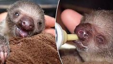 Pour la toute première fois, un bébé paresseux est né au zoo de Brevard – il est pris en charge par le personnel, en Floride