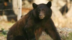 Une femme de Pennsylvanie est dans un état critique après avoir été attaquée par un ours