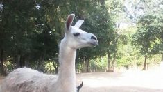 Deux bébés lamas volés dans un parc animalier de la Sarthe