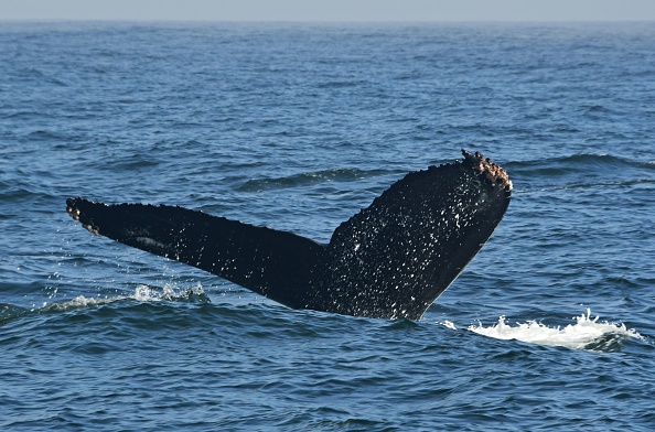 -Une baleine à bosse plonge dans les eaux de la baie de Monterey, en Californie, le 21 septembre 2018. Photo EVA HAMBACH / AFP / Getty Images.