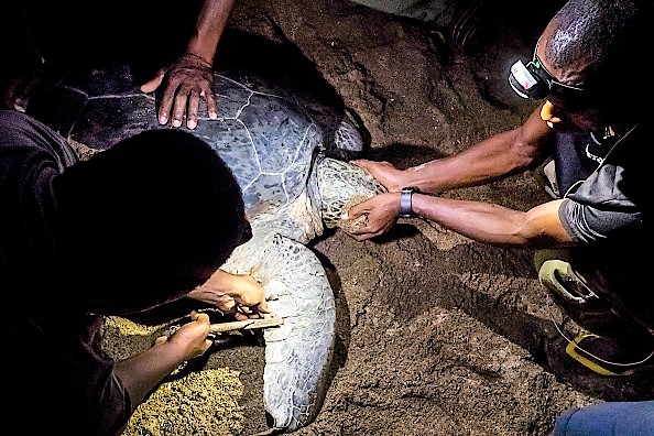 -Les gens mesurent, le 8 juin 2018, une tortue de mer verte sur la plage afin d'enregistrer les tortues de mer venant déposer leurs œufs, sur la plage du territoire français de Mayotte. Photo DAVID LEMOR / AFP / Getty Images.