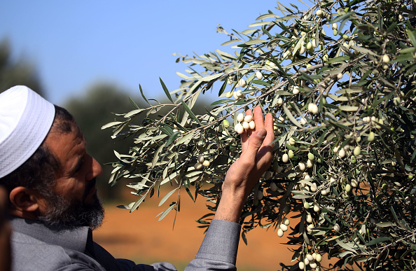 -Un Libyen contrôle un olivier blanc rare, originaire de la Toscane (Italie du Nord) et connu sous le nom d’olea leucocarpa, qui produit des fruits qui gardent leur couleur claire même mûrs, dans la ville libyenne de Tarhuna (80 km) au sud de Tripoli, en novembre 11, 2018. Photo MAHMUD TURKIA / AFP / Getty Images.