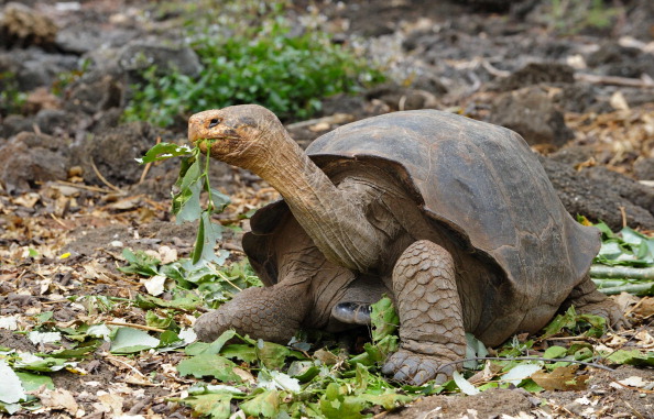 -Une espèce de tortue géante se promène le 4 juin 2013 dans un centre de reproduction du parc national des Galápagos, sur l'île de Santa Cruz, dans l'archipel des Galápagos. Les experts tenteront de ramener la tortue géante que l'on croit éteinte, la dernière tortue géante de l'île Pinta décédée en juin 2012. Photo RODRIGO BUENDIA / AFP / Getty Images.