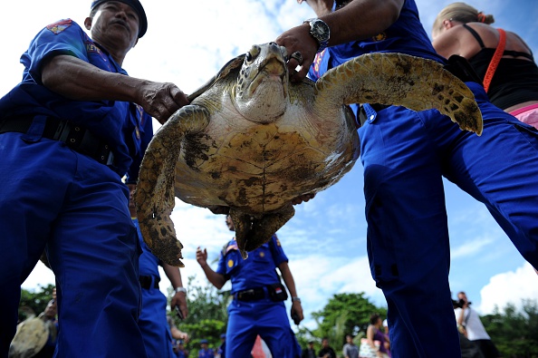 -Illustration. Depuis le tsunami, une quinzaine d'autres tortues ont été sauvées. Photo SONNY TUMBELAKA / AFP / Getty Images.