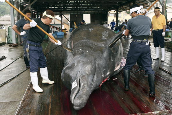Le Japon annonce son retrait de la Commission baleinière internationale (CBI) dans le but de reprendre la pêche commerciale de la baleine. (Photo : Koichi Kamoshida/Getty Images)