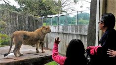 Un lion tue une jeune Américaine qui travaillait dans un parc zoologique