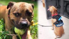 Un pitbull est sauvé d’un ring de combats de chiens pour se joindre à la police de Virginie
