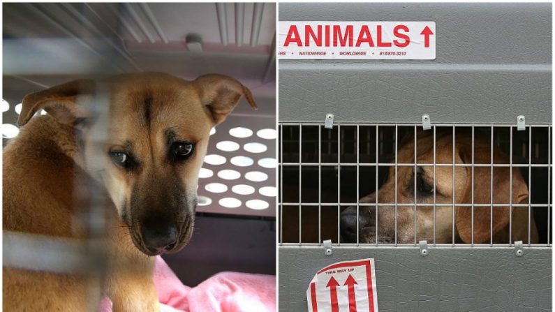 Un chien sauvé d'une ferme de viande canine sud-coréenne est assis dans une cage au refuge de la San Francisco Society for the Prevention of Cruelty (SPCA) le 20 mars 2015 à San Francisco en Californie. (Justin Sullivan/Getty Images)