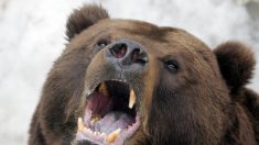 Un chasseur russe tué et dévoré par un ours qu’il avait élevé depuis qu’il était ourson