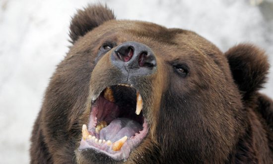 Un ours brun bâille après s'être réveillé, le 4 avril 2006, de son hibernation hivernale au zoo de Moscou. (Alexander Nemenov/AFP/Getty Images). 