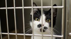 La vente de chiots et de chatons interdite dans les animaleries en Grande-Bretagne