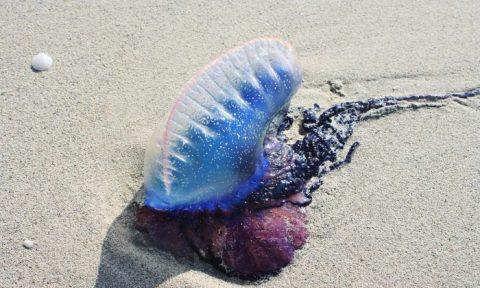 Des créatures échouées sur la plage depuis les profondeurs de l'océan. (KROSSWerbeagentur/Pixabay)