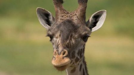 Une girafe meurt au zoo de l’Ohio à la suite d’une rare césarienne, ont déclaré des responsables du zoo