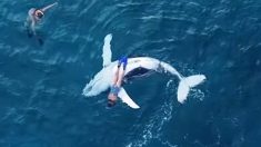 Rare : un drone filme un petit rorqual à bosse nageant avec un plongeur allongé sur son ventre