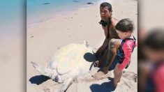 Ce papa australien sprinte à toute vitesse vers une tortue de mer échouée sur une plage et coincée sur le dos
