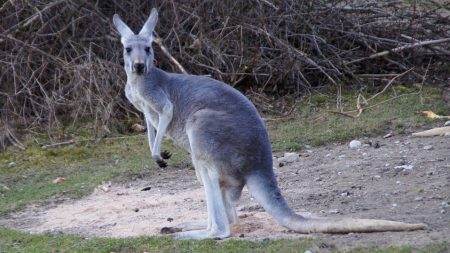 Un kangourou aperçu en train de se balader en liberté dans un village de Mayenne