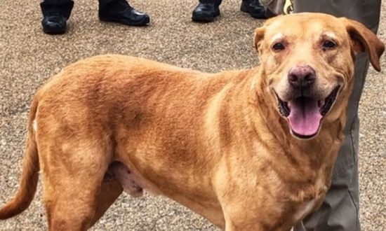 Randy Hare, du centre de dressage Alpha Canine Training, a dressé le chien et a plus tard trouvé Ringo dans un refuge pour animaux à Madison, au Mississippi. (Police de Jackson)