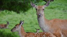 Un braconnier américain condamné à visionner « Bambi »