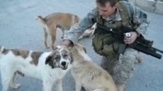 Quand trois chiens errants risquaient leur vie pour sauver 50 soldats d’un attentat-suicide à la bombe