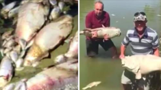Un politicien australien vomit après avoir vu un grand nombre de poissons morts dans la rivière Darling en Nouvelle-Galles du Sud