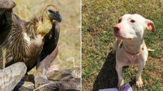 Des vautours attendaient le bon moment pour attaquer un chien proche de la mort, mais les voisins contrecarrent leur plan