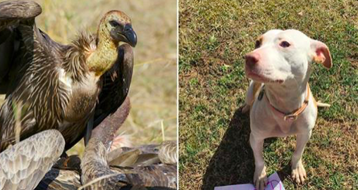 Un chiot au bord de la mort regarde des vautours qui approchent et se rétablit grâce à l'intervention des voisins (L : Illustration, R : Facebook | Merit Pit Bull Foundation).
