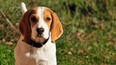 Savoie : une vingtaine de chiens victimes d’empoisonnement à la mort-aux-rats