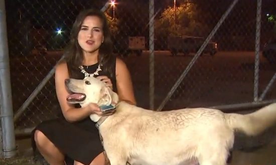 Janelle Bludau, journaliste de KHOU11 News, avec une chienne enchaînée à la clôture du Harris County Animal Shelter à Houston, au Texas. (Capture d'écran vidéo Facebook | KHOU 11 News)