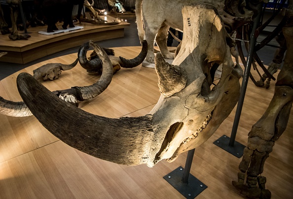 -Le crâne du rhinocéros laineux disparu est exposé au musée Mammoth de la ville de Yakutsk le 30 novembre 2018. 75% des tombes de mammouth connues dans le monde et d'autres représentants de la faune ont été trouvé en Yakoutie. Photo MLADEN ANTONOV / AFP / Getty Images.