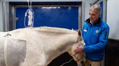 France: une clinique 5 étoiles pour chevaux aux portes de Lyon
