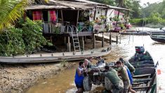 Un gramme d’or le pack de bière: le capitalisme sauvage des orpailleurs clandestins en Guyane