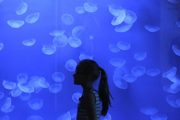 -C’est de nouveau possible de nager avec les méduses sur l'île de Mechechar, Photo d’illustration MARCO BERTORELLO/AFP/Getty Images.
