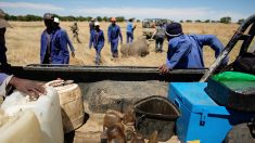 L’Afrique du Sud saisit pour 1,4 million d’euros de cornes de rhinocéros