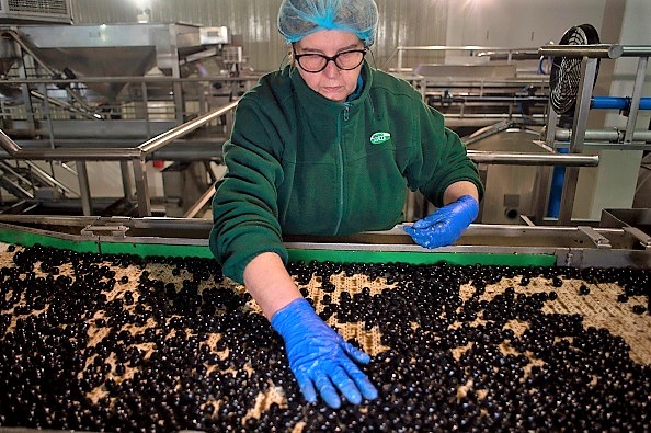 -Une employée sélectionne les olives sur la chaîne de production d’emballages de l’olivier Agro Sevilla de La Roda de Andalucia le 12 avril 2018. AgroSevilla exporte 25% de sa production annuelle aux États-Unis et l’usine a été spécialement conçue pour fournir la demande américaine. Photo JORGE GUERRERO / AFP / Getty Images.