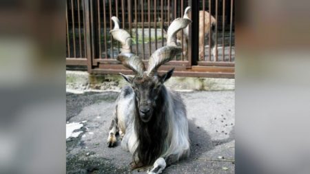 Un chasseur de trophées américain paie 88.000€ pour abattre un animal en voie de disparition à Markhor, au Pakistan