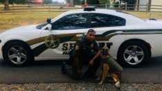 Le département de l’Arkansas licencie un policier après une fusillade sur un chihuahua