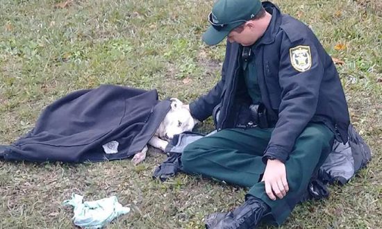 Le policier Josh Fiorelli réconforte une chienne blessée après un accident de voiture. (Facebook | Osceola County Sheriff's Office)
