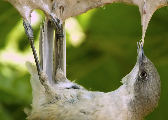 La LPO annonce une plainte contre la France devant la Commission européenne, après le rejet par le Conseil d'État d'une demande d'interdiction de la chasse à la glu sur les oiseaux. (Capture d’écran Facebook LPO France)