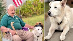 Un ancien combattant de la marine de la Seconde Guerre mondiale sauve, en l’adoptant, un chien âgé sur le point d’être euthanasié