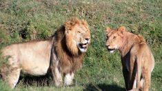 Des lions mutilent à mort un homme qui venait d’escalader un mur de 7,62 m dans un zoo indien, disent des responsables du zoo