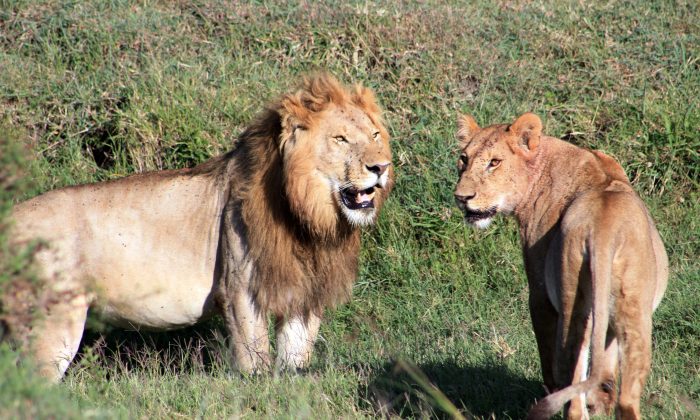 Des Lions vus lors d'un safari dans la région du Serengeti, en Tanzanie, au Kenya, le 6 mars 2016. (Charmaine Noronha via AP)