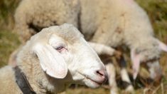 Flandres : l’abattage rituel des animaux de boucherie est désormais interdit